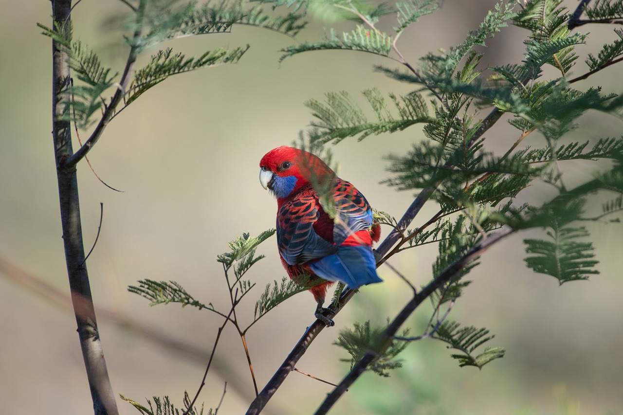 Popularne gatunki papug
